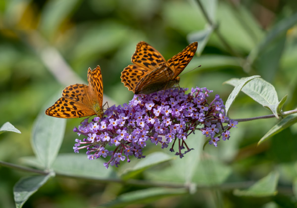 Commitment to Conservation