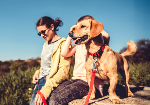 Pet Friendly Accommodation